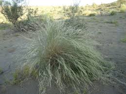 Image result for Stipagrostis