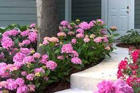 Let's dance rhythmic blue hydrangea will make you feel like the head honcho of hydrangeas. Let S Dance Moonlight Hydrangea Buy Online Best Prices