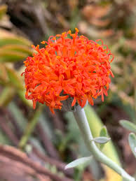 Image result for Senecio