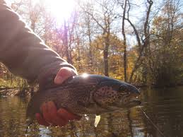 Caleb smith state park preserve is a state park located in suffolk county, new york in the united states. Caleb Smith The Fly Line