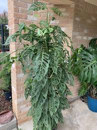 Medium Monstera Adansonii Blanchetii Plants Variegated Plants Monstera