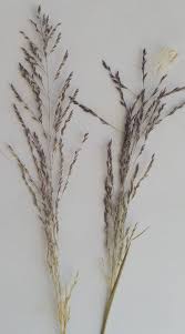 Image result for Leptochloa panicea