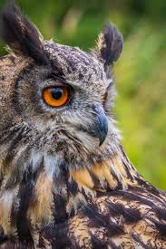 We did not find results for: Eagle Owl Bubo Bubo By Chris Smith 500px Owl Eagle Owl Pet Portraits