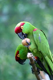 Green Bird With Red Ring Around Neck 9 Animals You Might Not Know Are Native To The U S Parrot Animals Beautiful Birds