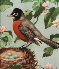 Birds Of Cape Cod Book Red Robin From Children S Book Published 1948 Bird Illustration Red Robin Bird Beautiful Birds