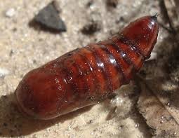 Report this album or account. Unknown Red Larva Bugguide Net
