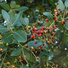 Image result for Apodytes dimidiata