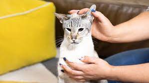 Massage the ear base for five to ten seconds, and then let your cat shake the solution out. Should You Clean A Cat S Ears Purina