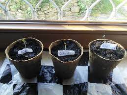 Beim outdoor growing können die hanfpflanzen zwischen april und mai ausgesetzt werden. Outdoor Grow Ab Wann Hanf Aussetzen Cannabisanbauen Net
