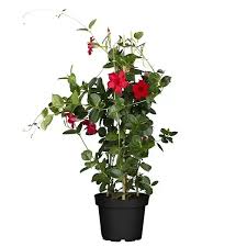 Image result for dipladenie sanderi obrázek