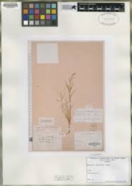 Image result for Eragrostis patentipilosa