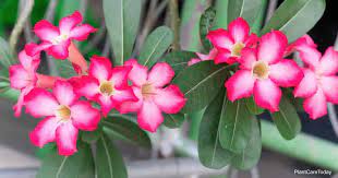 Is Desert Rose Plant Poisonous Or Toxic Plant Care Today