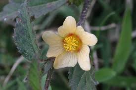 Image result for Sida ovata