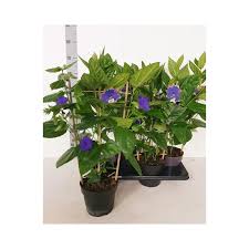 Image result for Thunbergia battiscombei
