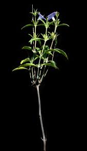 Image result for Barleria lancifolia