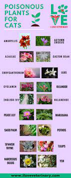 The following list contains 10 common plants and flowers toxic to cats and dogs. Poisonous Plants For Cats I Love Veterinary