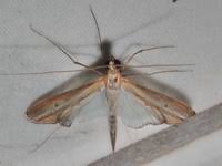 Image result for Euclasta