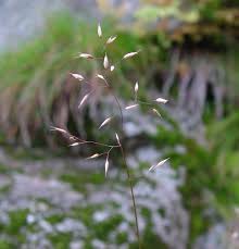 Image result for Avenella flexuosa