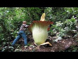 Top 10 Biggest Flowers In The World Top 10 World Youtube Corpse Flower Amorphophallus Titanum Big Flowers