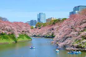 What is Cherry Blossom Front? | Tabimania Japan