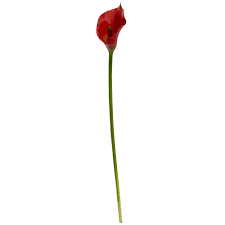A Single Bloom Sits On Top Of A Thin Tall Stem Making This Artificial Calla Lily Flower Stand At 19 5 Inches Tall Calla Lily Flowers Lily Flower Calla Lily