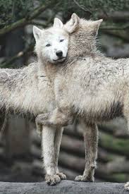 Hug Wolves Aren T Mean They Do Love Their Family Animals Beautiful Wolves Animals Beautiful