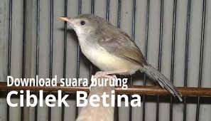 Anda bisa membelinya di pasaran mulai dari harga rp 50.000 saja. Download Suara Burung Ciblek Betina Mp3 Suara Terapi