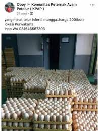 Penetasan telur ayam merupakan hal yang diharapkan untuk berhasil oleh para peternak ayam. Mengenal Telur Ayam He Yang Dilarang Pemerintah Dijual Di Pasar Halaman All Kompas Com