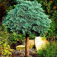 Blue Star Juniper Tree Form Blue Star Juniper Dwarf Evergreen Trees Miniature Trees