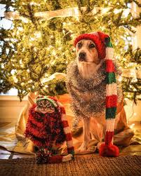 Henrythecoloradodog Trouvez Tout Ce Dont Vous Avez Besoin Pour Chouchouter Vos Boules De Poils Best Christmas Presents Christmas Presents Christmas Animals