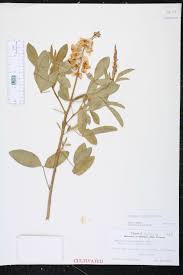 Image result for Crotalaria trichotoma