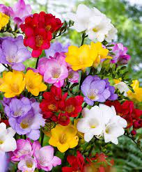 Garden Freesias Mixed Flower Bulbs From Spalding Bulb Fiori Fiori Colorati Bellissimi Fiori
