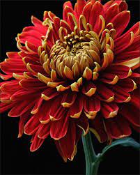 Chrysanthemums Chrysanthemum Flower Flowers Flowers Photography