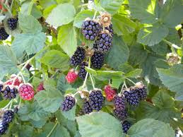 Pin On Small Fruits Petits Fruits