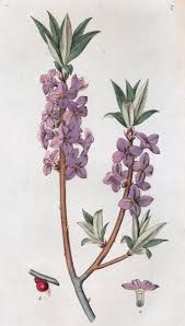 Image result for Daphne mezereum