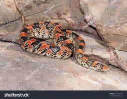 Texas Long Nosed Snake Rhinocheilus Lecontei Tesselatus A Brightly Colored Red Black And White Snake Snake Beautiful Snakes Reptiles And Amphibians