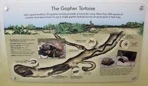 Gopher Tortoise Burrow Diagram Google Search Tortoise Habitat Tortoise Gopher