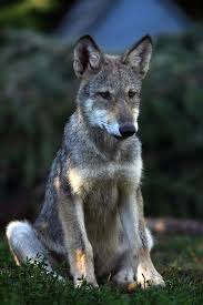 Wolves By Jim Gehrz Wolf World Wolf Pictures Wolf Photos The young wolf had no chance.