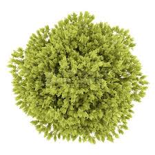 Vue De Dessus D Acacia Miel Isole Sur Fond Blanc Planter Des Arbres Illustration De Jardin Arbres Photoshop