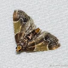 Image result for Pyralis farinalis