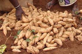 Maybe you would like to learn more about one of these? Multiplication Rapide Des Boutures De Patates Douces Par La Technique Triple S Produire Du Materiel De Plantation De Patate Douce Au Debut Des Pluies C Est Desormais Possible Grace A La