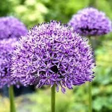 Purple flowers have become quite popular in landscape design lately. 50 Allium Bulbs Giant Purple Sensation Spring Flowering Bulbs Ebay