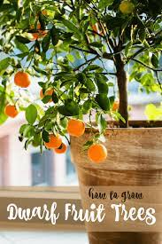 Dig a hole a bit wider than the root ball. Growing Dwarf Fruit Trees The Prairie Homestead