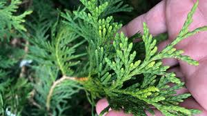 Hormex Rooting Powder Pack - #1,3,8 - Clone Easy To Difficult Plants