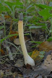 Image result for Mutinus caninus