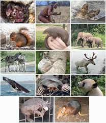 Mammals are the class of vertebrate animals characterized by the presence of hair (or fur) and mammary glands, which in females produce milk for the nourishment of young. Placentalia Wikipedia