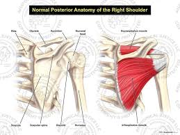 We'll go over the bones, joints, muscles, nerves, and blood vessels that make up the human arm. Normal Posterior Anatomy Of The Right Shoulder