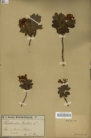 Image result for Cathormion