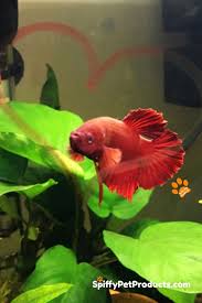 The Ultimate Guide To Betta Fish Toys What To Get Why You Need It Betta Fish Betta Fish Toys Betta