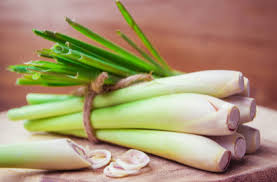 Penthouse dining under the stars at the lime grove life style centre in holetown, barbados west coast. Lemongrass Benefits Precautions And Dosage 1mg